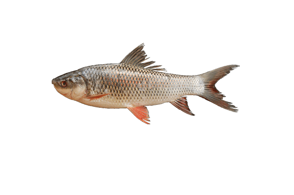 Chara Pona Fish