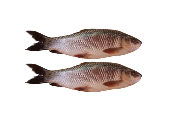 Chara Pona Fish